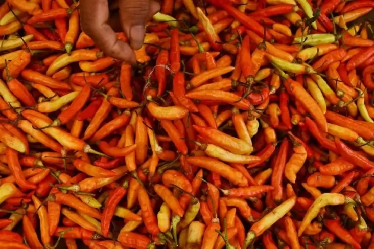 Bapanas Ciptakan Rencana Hebat untuk Menangkal Kenaikan Harga Cabai yang Terus Meningkat Drastis