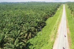 Peta Hutan Diperlukan untuk Penertiban Lahan Sawit