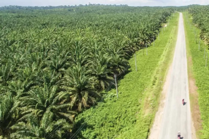 Pentingnya Peta Hutan dalam Menegakkan Aturan Lahan Sawit