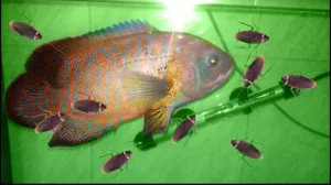 Susu Kecoa vs Ikan: Duel Kandungan Gizi, Siapa yang Unggul?