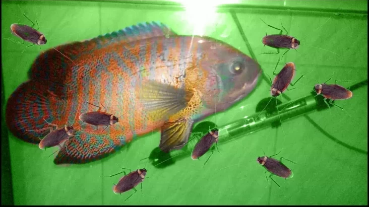 "Susu Kecoa vs Ikan: Pertarungan Nutrisi, Siapa yang Menang?"