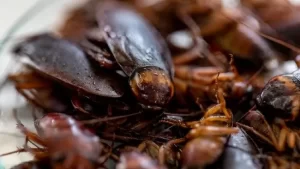 Penelitian Terbaru: Susu Kecoa Lebih Nutritif dari Susu Sapi