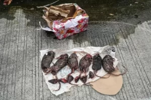 Siapa Pelaku di Balik Pengiriman 6 Tikus Terpotong ke Kantor Tempo?