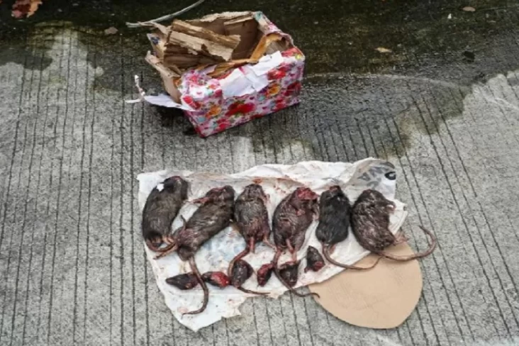 Misteri 6 Tikus Terpotong: Siapa Dalang di Balik Pengiriman ke Kantor Tempo?