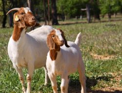 Kambing Satu Mata Viral di Banyuwangi, Ini Penjelasan Ilmiahnya