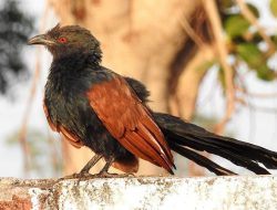 7 Fakta Menarik Burung Sangar, Sahabat Petani