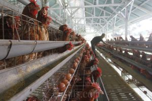 Saham Ayam Kala Danantara Siap Dominasi Pasar dengan Investasi Rp20 Triliun
