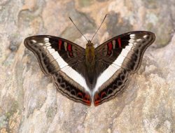 Benarkah Kupu-Kupu Tidak Terbang Saat Hujan?