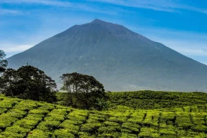 Kerinci Jambi Dapat Ratusan Irigasi dari Pusat, Petani Merasakan Manfaat Langsung