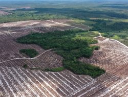 Janji Dana Konservasi Hutan RI di COP30 Di tengah Sorotan Deforestasi