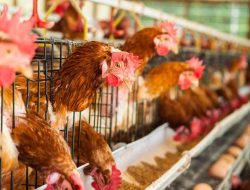 Waspadai Penyebaran Flu Burung pada Hewan Peliharaan