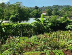 Hiris: Solusi Krisis Ekologi Melalui Kebun