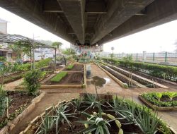 Mengurangi Panas Jakarta dari Bawah Jalan Layang, Peran Kebun Kolong Flyover