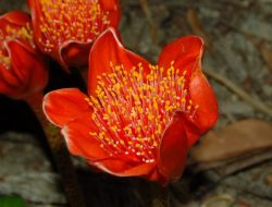 5 Fakta Menarik Haemanthus coccineus, Bunga Merah Khas Afrika Selatan
