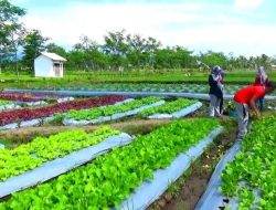 Kebun Teh Ciater: Jelajah Wisata Keluarga dengan Pemandangan Kabut dan Spot Foto Alami