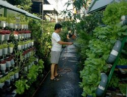 Ingin menanam sayur di halaman rumah? 10 ide kebun mini hemat dan mudah