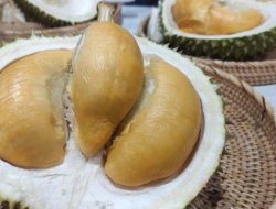 Harga Durian Montong, Bawor, dan Musang King Januari 2026 di Jawa dan Sumatra