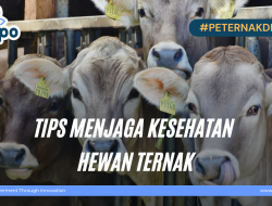 Menjaga Kesehatan Hewan, Siapkan Daerah