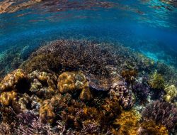 Masa Baru Perlindungan Keanekaragaman Hayati Laut Global Dimulai