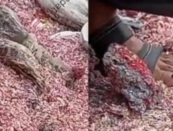 Dampak temuan kantong berisi uang pecahan Rp100 ribu: Pelaku terungkap, BI membantah keterlibatan