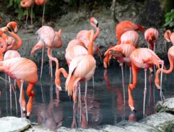 Mengapa Flamingo Berdiri dengan Satu Kaki?