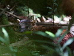 5 Fakta Menarik tentang Ring-Tailed Vontsira, Makhluk Gesit dengan Sejarah Evolusi Unik