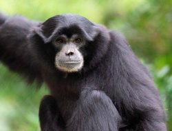Daftar Nama Hewan Dimulai Huruf O, Selain Orangutan
