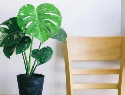 Tempat Terbaik untuk Menempatkan Monstera agar Bawa Keberuntungan