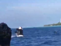Momen langka paus orca muncul di laut Maratua Berau viral diunggah penyelam Indonesia