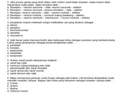 Otot Pernapasan Dada: Soal Biologi Kelas 11 SMA Semester 2