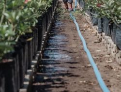 6 tips sederhana merawat tanaman di musim hujan