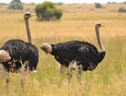5 Fakta Menarik Burung Ostrich yang Jarang Diketahui, Penglihatan Tajam!