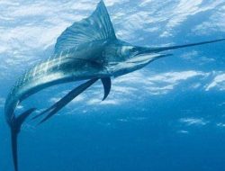 6 Jenis Ikan Beracun yang Harus Dihindari!