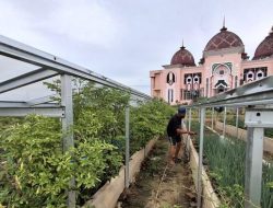 Masjid Baitul Izzah Tarakan: Wisata Religi dan Pertanian yang Ideal untuk Ngabuburit