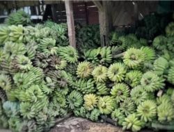 Jejak Harapan di Taman Pisang Nias