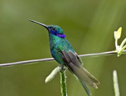 5 Fakta Menarik Sparkling Violetear, Kolibri Agresif dengan Telinga Ungu Unik