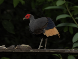 5 Fakta Menarik Burung Pegar Kalimantan
