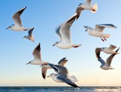 Benarkah Burung Diam Saat Lebaran? Ini Bukti Ilmiahnya