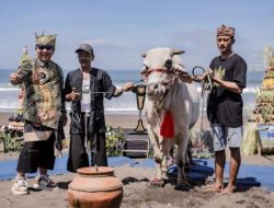 Mengenal Tradisi Pegon Jember: Pawai Gerobak Sapi ke Pantai Watu Ulo Saat Lebaran Ketupat