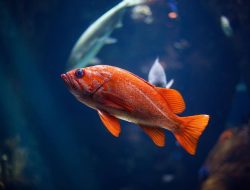 Cara Ikan Tidur Tanpa Kelopak Mata