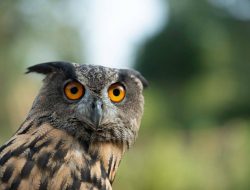 Mengapa Burung Hantu Bisa Memutar Kepala Tanpa Putuskan Aliran Darah?
