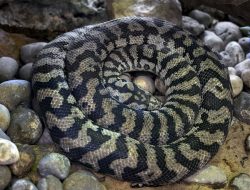 5 Fakta Menarik Ular Piton Karpet, Sang Penyembunyi dengan Pola Kulit Unik