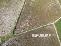 Siaga El Nino, Kementan Siapkan 80 Ribu Pompa Air