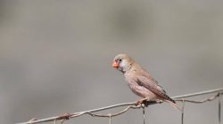 5 Fakta Menarik Trumpeter Finch, Burung Penghuni Gurun di Tiga Benua