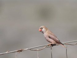 5 Fakta Menarik Trumpeter Finch, Burung Penghuni Gurun di Tiga Benua