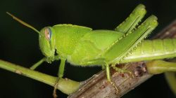 5 Fakta Menarik Belalang Mesir yang Bisa Hidup di Dataran Tinggi