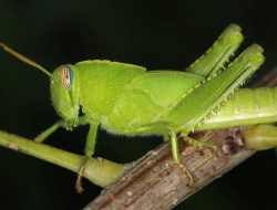 5 Fakta Menarik Belalang Mesir yang Bisa Hidup di Dataran Tinggi