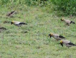 5 fakta menarik burung wattled starling, pengikut serangga yang bergerak terus-menerus