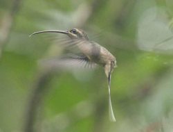 5 fakta menarik burung kolibri paruh melengkung
