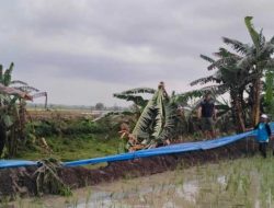 Istirahat di Tengah Sawah, Siti Aminah Tewas Saat Hujan Badai